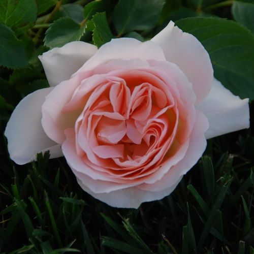 Virágágyi floribunda rózsa - Rózsa - Sans Souci® - Online rózsa rendelés
